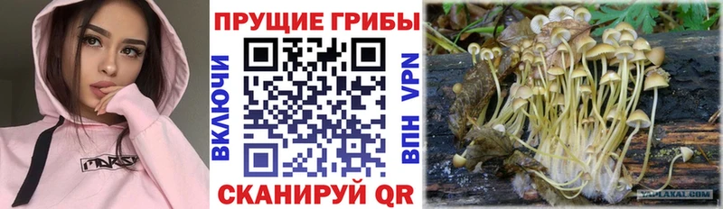 Псилоцибиновые грибы Magic Shrooms  Купить где  Изобильный 